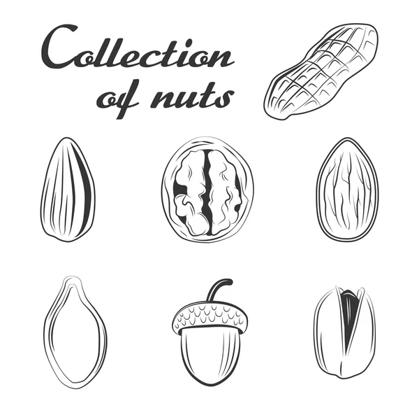 Un conjunto de nueces en blanco — Archivo Imágenes Vectoriales
