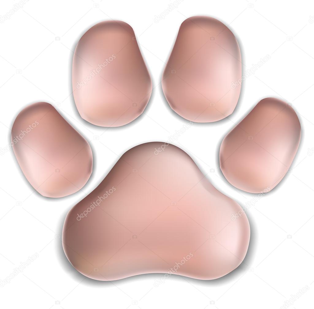 pink pad of a cat. traces of a kitten