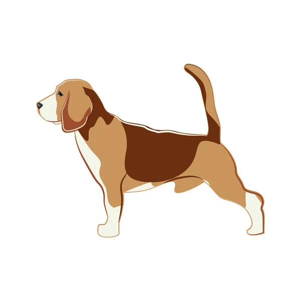Beagle, ilustración del perro — Archivo Imágenes Vectoriales