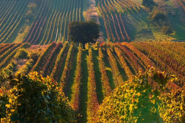 Albero Maturo Nel Mezzo Vigneto Nella Moravia Meridionale Nella Repubblica — Foto Stock