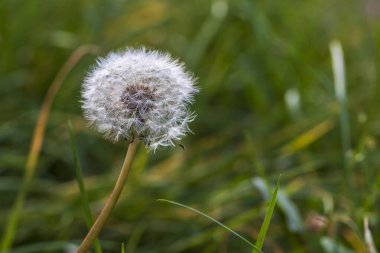 Yeşil arka planda çiçek açan karahindiba. Fotoğrafta güzel bir bokeh var..