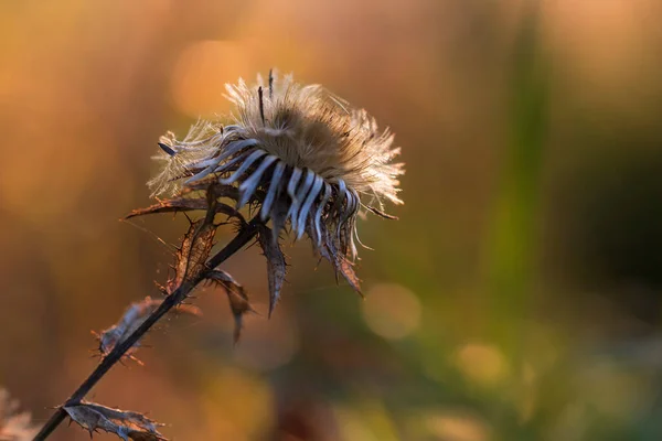 Kahverengi Bir Sonbahar Arka Planında Kuruyan Devedikeni — Stok fotoğraf