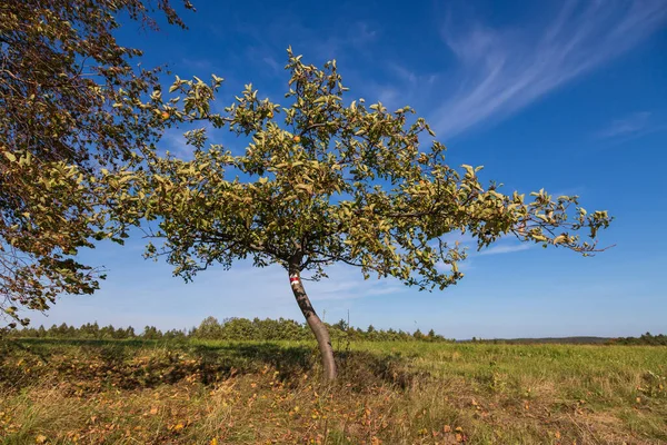 Бузкове Дерево Якому Яблука Задньому Плані Блакитне Небо — стокове фото