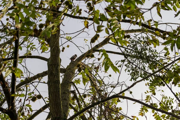 Gevlekte Specht Zit Een Tak Kroon Van Een Boom — Stockfoto