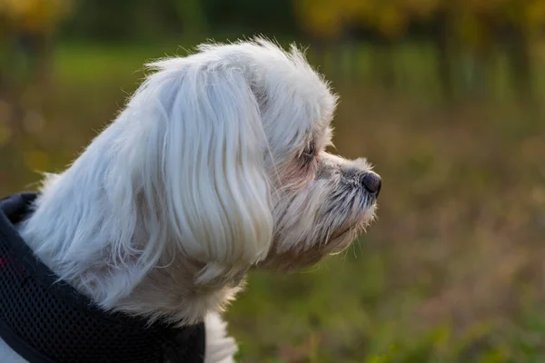 Maltese dog - white dog in a meadow in the setting sun