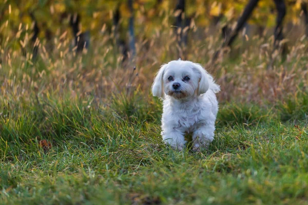 Perro Maltés Perro Blanco Prado Atardecer — Foto de Stock