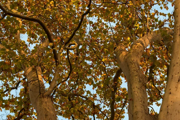俯瞰落叶树的树梢 — 图库照片