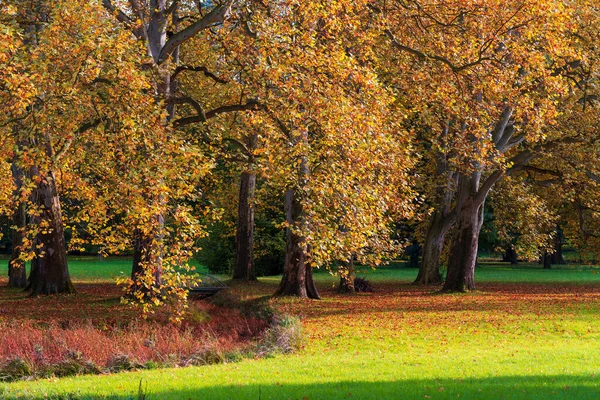 Velké Staré Stromy Podzimním Parku Jsou Barevné Zámecký Park Kroměříži — Stock fotografie