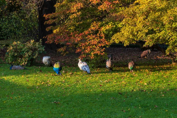 Colorful Peacock Sunny Weather Green Field — Stock Photo, Image