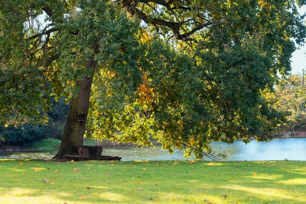 Banco Debajo Árbol Junto Río Cielo Azul Está Fondo — Foto de Stock