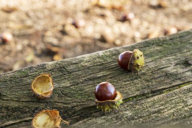 Kestaneler yeşil ambalaja sarılır ve ahşap bir bankta toplanmaz. Fotoğrafta batan güneşte güzel bir bokeh var.