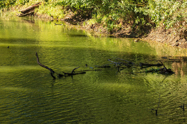 A pond in which there is a fallen tree.