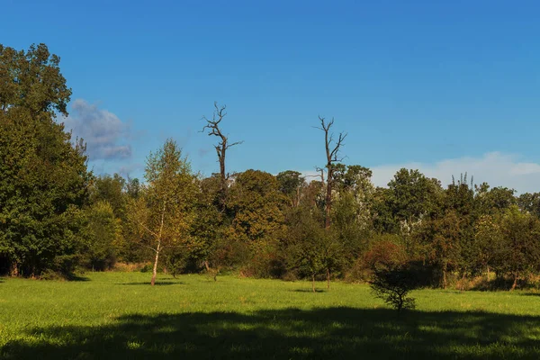 Дві Зрілі Старі Дерева Листя Солітарії Зеленому Полі — стокове фото
