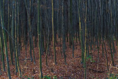 Sonbahar renkli orman. Toprak dökülen yapraklar ve yeşil çimenler.