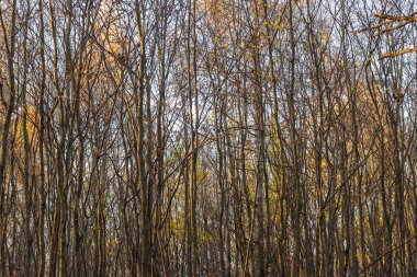 Sonbahar ormanında ağaç tepeleri. Ağaçlarda yapraklar ve arka planda mavi bir gökyüzü var..