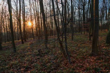 Ağaçların arasında batan güneş..
