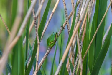 Yeşil ağaç kurbağası - Hyla arborea doğal ortamında.