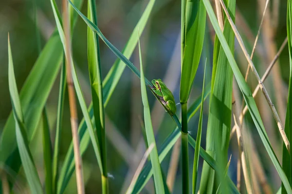 Πράσινος Βάτραχος Hyla Arborea Στο Φυσικό Της Περιβάλλον — Φωτογραφία Αρχείου