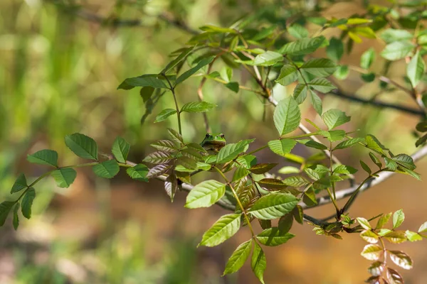 Zielona Żaba Drzewna Hyla Arborea Swoim Naturalnym Środowisku — Zdjęcie stockowe