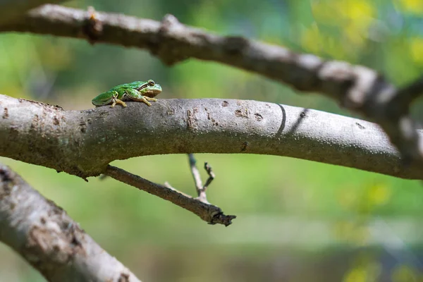 개구리 서식지에 수목원 — 스톡 사진
