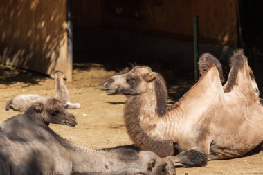 Bactrian deve - Camelus bactrianus bahçede ve yanında genç bir deve yatar.