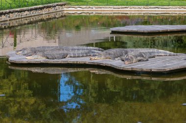 Amerikan timsahı - timsah missipiensis - tahta bir zeminde uzanıyor ve güneşin tadını çıkarıyor..