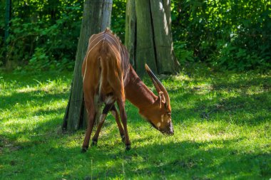 Dağ Bongosu - Tragelaphus eurycerus isaaci ağaçların arasında bir çayırda otlar