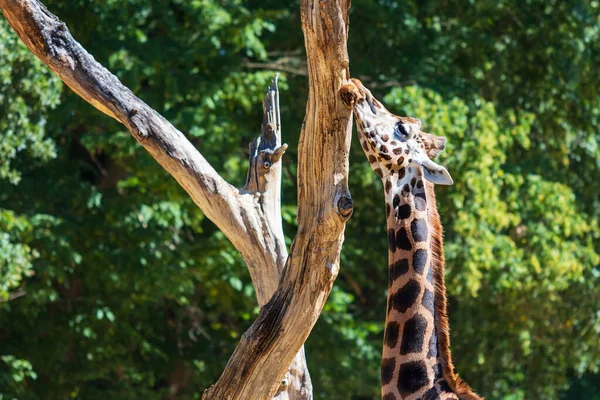 Egy Zsiráf Rágcsál Egy Öreg Száraz Fát Háttérben Zöld Fák — Stock Fotó