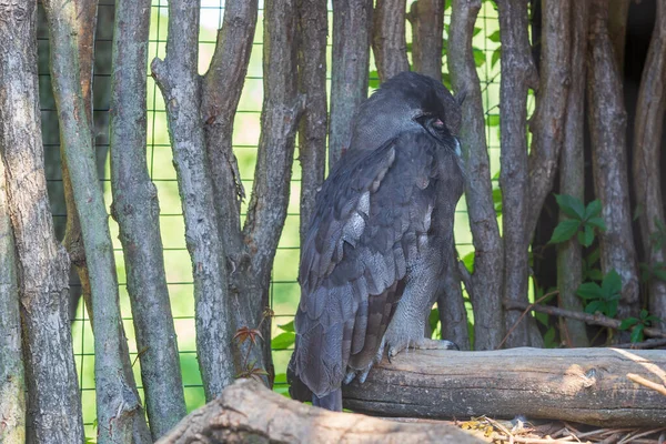 Коровник Совы Bubo Lacteus Уходе Человеком Сидя Клетке — стоковое фото