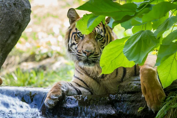 Tigre Yace Junto Agua Corriente Está Escondido Detrás Una Rama — Foto de Stock