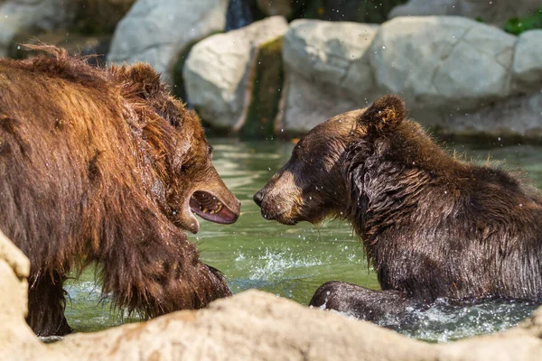 Dos Osos Están Jugando Agua Agua Está Rociando Alrededor — Foto de Stock