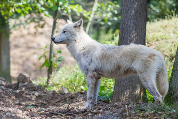 Grand Loup Dresse Sur Rocher Parmi Les Arbres — Photo