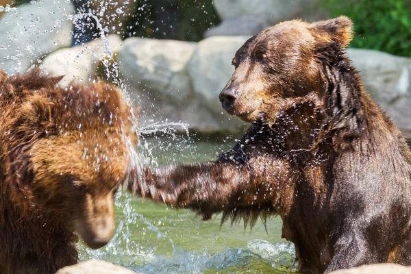 Two bears are playing in the water and water is spraying around them.