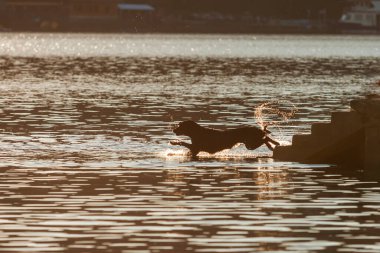 Batan güneş sırasında siyah bir köpek merdivenlerden bir barajın içine atlar. Köpeğin etrafına su sıçrıyor..