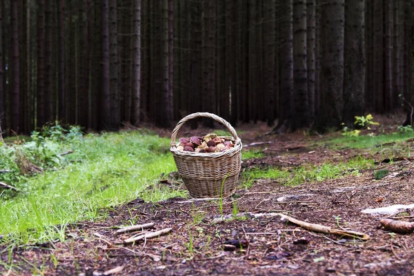 Wicker basket in which there are mushrooms. The basket lies on a forest road.