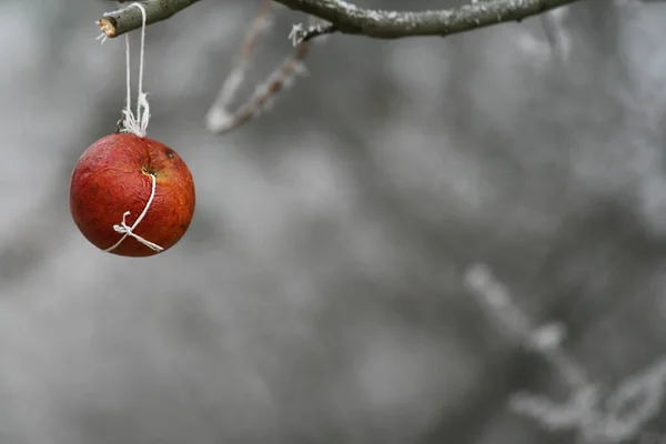 A red apple hanging on a tree as food for birds in winter.