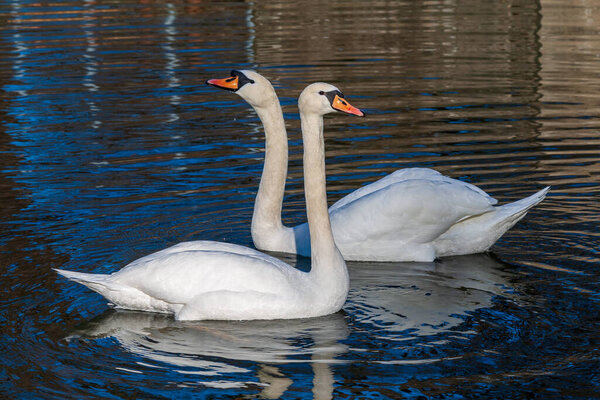 Two white swans swim side by side on the lake.