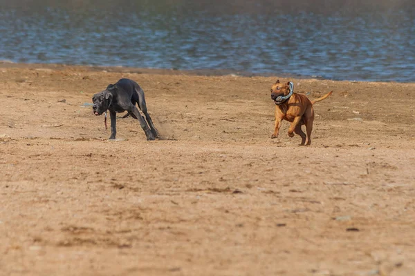 Ein Großer Brauner Und Grauer Hund Läuft Einem Sandstrand Wasser — Stockfoto