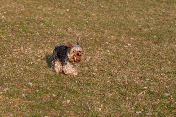 Little Yorkshire Terrier Correndo Campo Verde — Fotografia de Stock