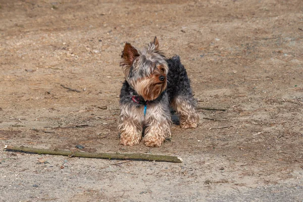 Pequeno Yorkshire Terrier Está Uma Praia Areia Frente Dele Grande — Fotografia de Stock