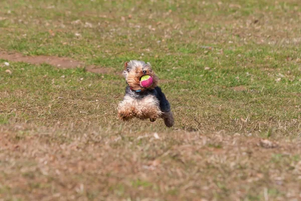 Pequeno Yorkshire Terrier Atravessa Prado Tem Uma Bola Ténis Boca — Fotografia de Stock