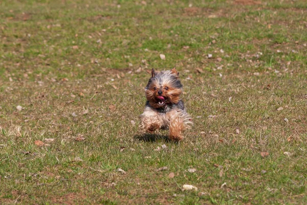 Pequeno Yorkshire Terrier Atravessa Prado Tem Língua Para Fora — Fotografia de Stock