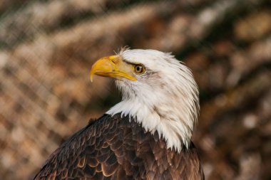 Yandan kel kartal. Kartalın başı dönük. Arkaplan kahverengi..
