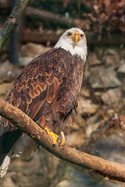 Bald Eagle Sits Branch Cage — Stock Photo, Image