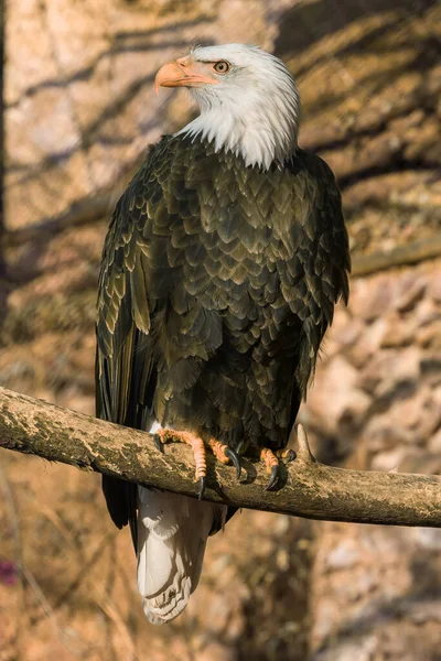 Bald Eagle Sits Branch Cage — Stock Photo, Image