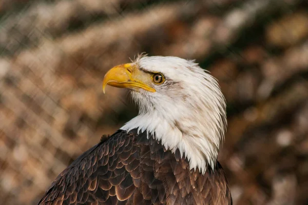 Bald Eagle Side Eagle Has Turned Head Background Brown — Stock Photo, Image