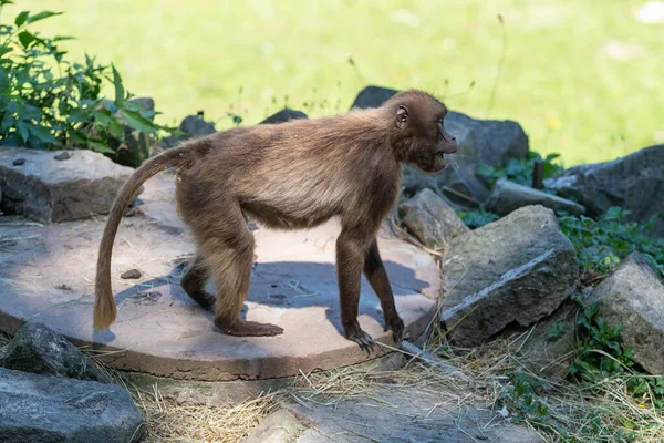 Singe Babouin Gelada Adulte Tient Sur Sol Mange Herbe Sèche — Photo