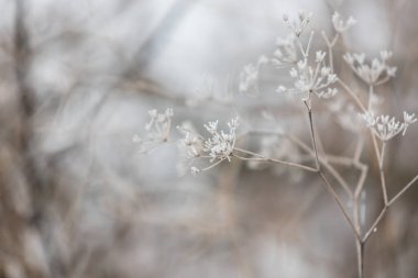 Phragmitler - Bir sazlık bükülmüş ve kırağı kaplanmış bir göletin kenarında yetişiyor.