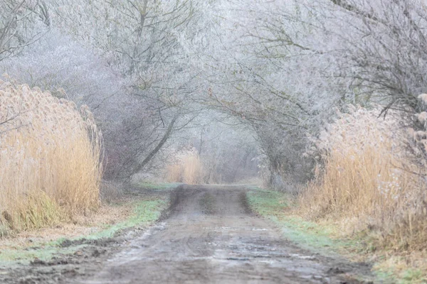 Drumul Murdar Iarna Lungul Drumului Copacii Sunt Acoperiți Răgușeală Care — Fotografie, imagine de stoc
