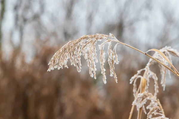 Phragmites Roseau Courbé Recouvert Givre Développe Sur Bord Étang — Photo